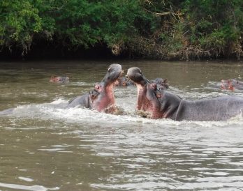 Two unhappy hippos face off against each other. (Lynn R. Blamires, Special to the Standard-Examiner)